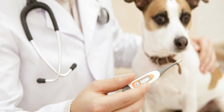 Quel température Un chien peut supporter ?