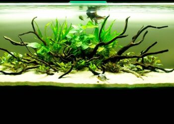 Quel température eau pour Guppy ?