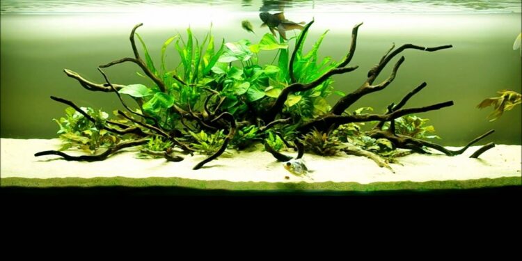 Quel température eau pour Guppy ?