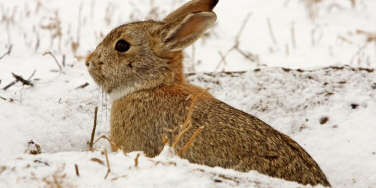 Quel température peut supporter un lapin nain ?