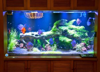 Quel temps d'éclairage aquarium ?