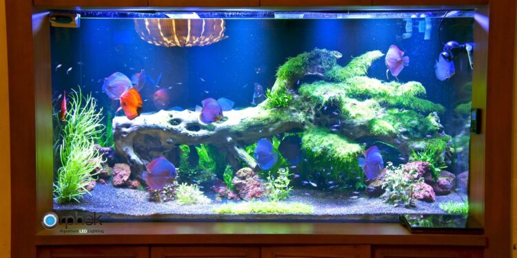 Quel temps d'éclairage aquarium ?