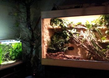 Quel terrarium choisir ?