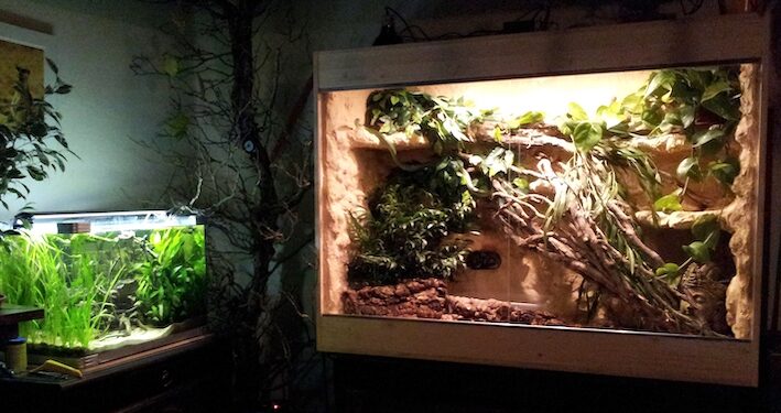 Quel terrarium choisir ?