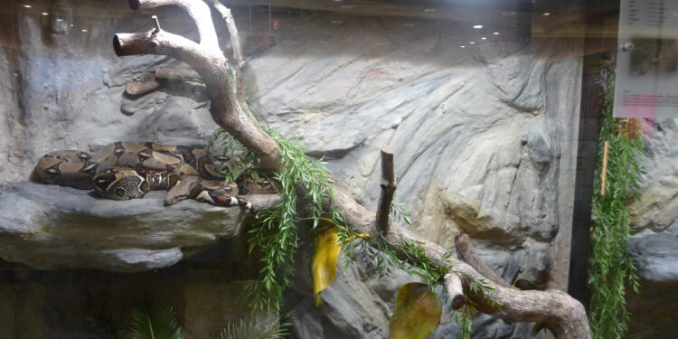 Quel terrarium pour couleuvre ?