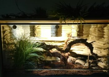 Quel terrarium pour python regius ?