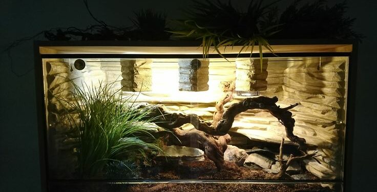 Quel terrarium pour python regius ?