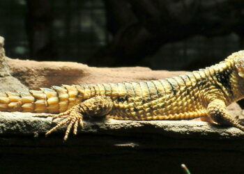 Quel terrarium pour un lézard ?