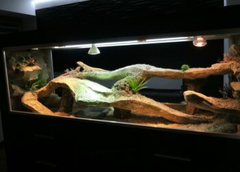 Quel terrarium pour un pogona adulte ?