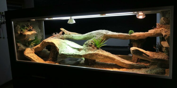 Quel terrarium pour un pogona adulte ?
