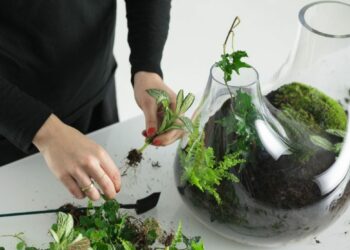 Quel terre mettre dans un terrarium ?