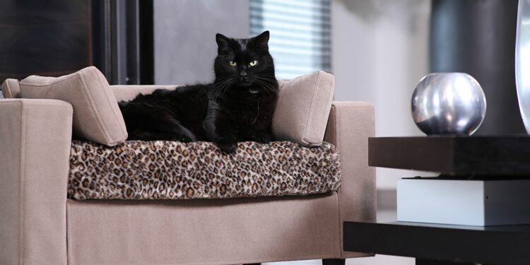 Quel tissu n'accroche pas les poils ?