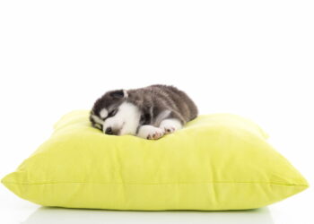 Quel tissu pour chien ?