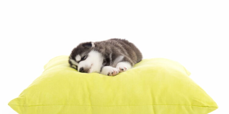 Quel tissu pour chien ?