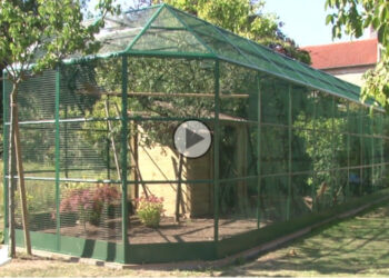 Quel toit pour une volière ?