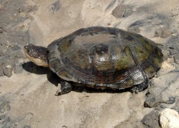 Quel tortue est autorisé en France ?