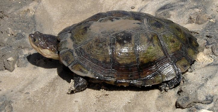 Quel tortue est autorisé en France ?