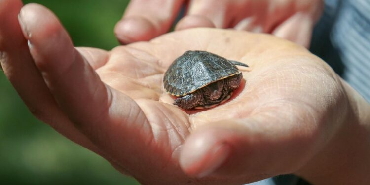 Quel tortue est autorisé en France ?