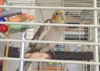 Quel type de cage pour calopsitte ?