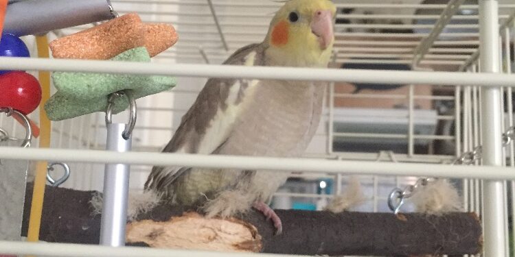 Quel type de cage pour calopsitte ?