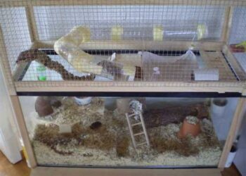 Quel type de cage pour gerbille ?