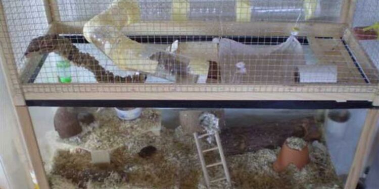 Quel type de cage pour gerbille ?