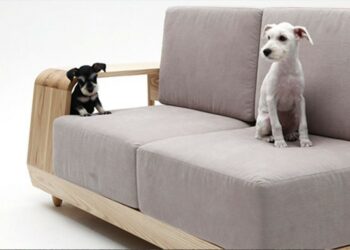 Quel type de canapé avec un chien ?