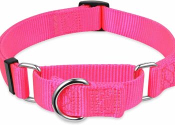 Quel type de collier Anti-fugue choisir ?