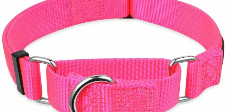 Quel type de collier Anti-fugue choisir ?