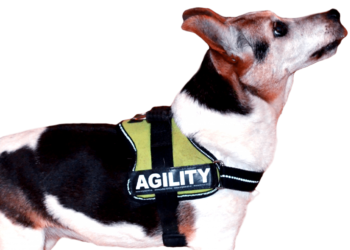 Quel type de harnais choisir ?