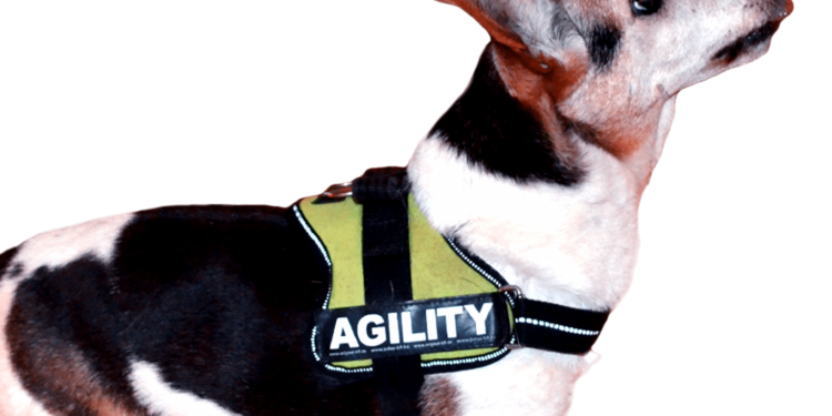 Quel type de harnais choisir ?