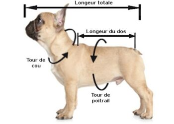 Quel type de harnais pour chien ?