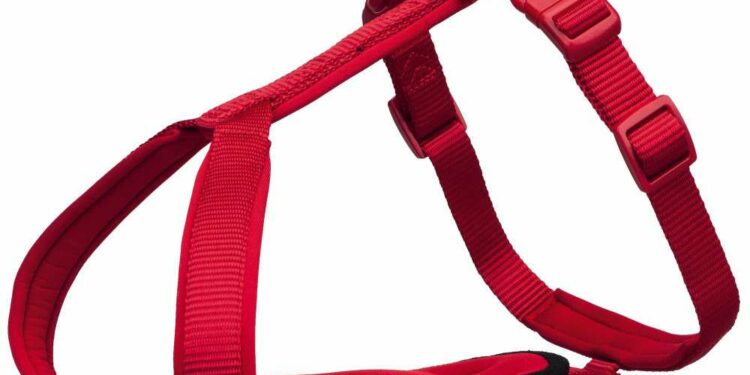 Quel type de harnais pour chiot ?