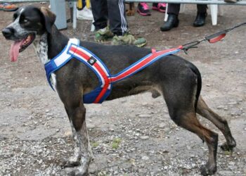 Quel type de harnais pour le canicross ?