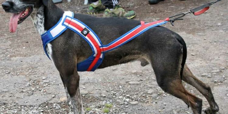 Quel type de harnais pour le canicross ?