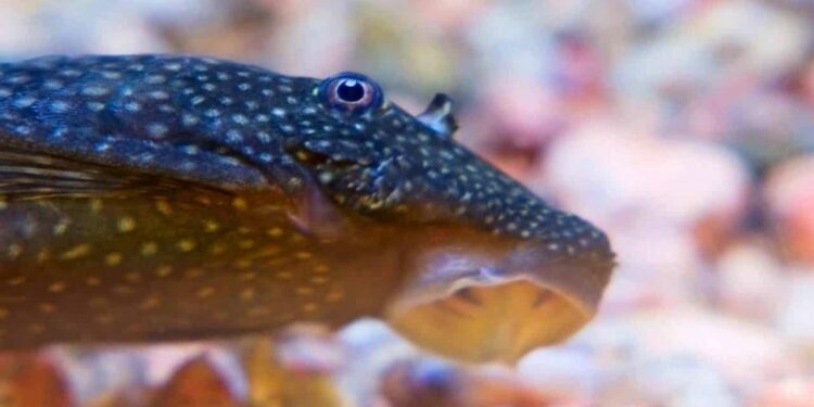 Quel type de poisson nettoyeur avec Guppy ?