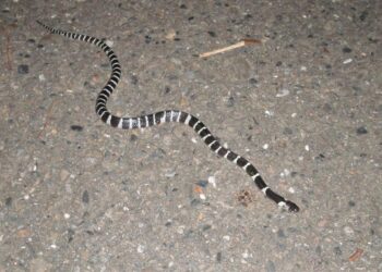 Quel type de serpent Peut-on avoir chez soi ?