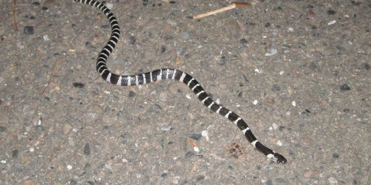 Quel type de serpent Peut-on avoir chez soi ?