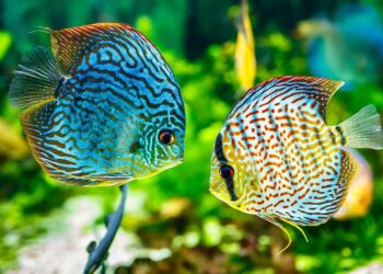 Quel type de sol pour discus ?