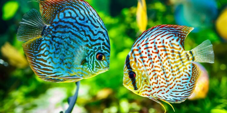 Quel type de sol pour discus ?