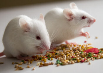 Quel type de souris choisir ?