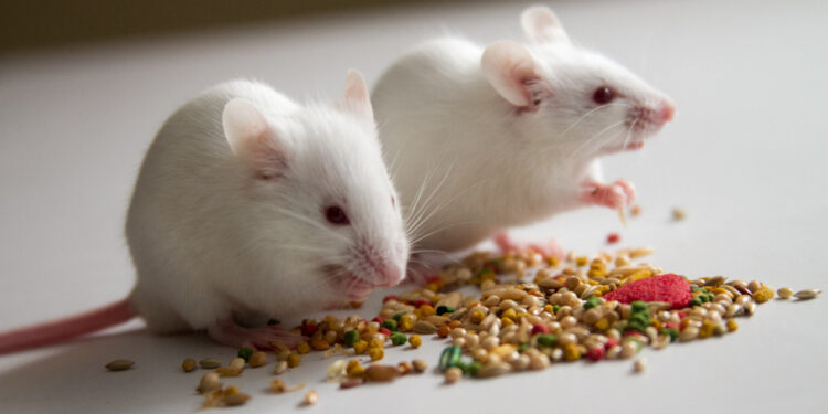 Quel type de souris choisir ?