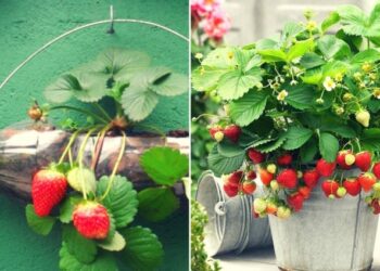 Quel type de terre pour les orchidées ?