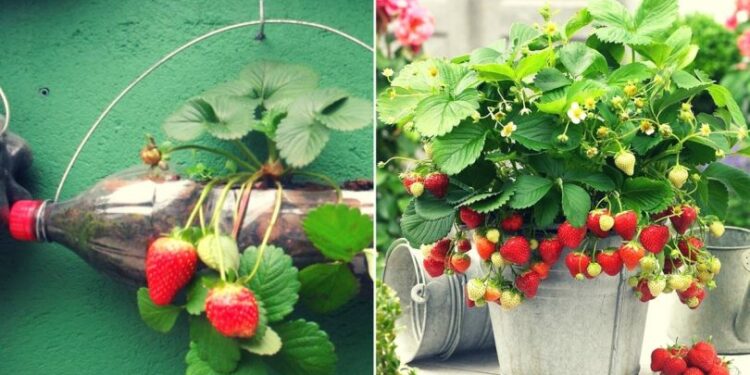 Quel type de terre pour les orchidées ?