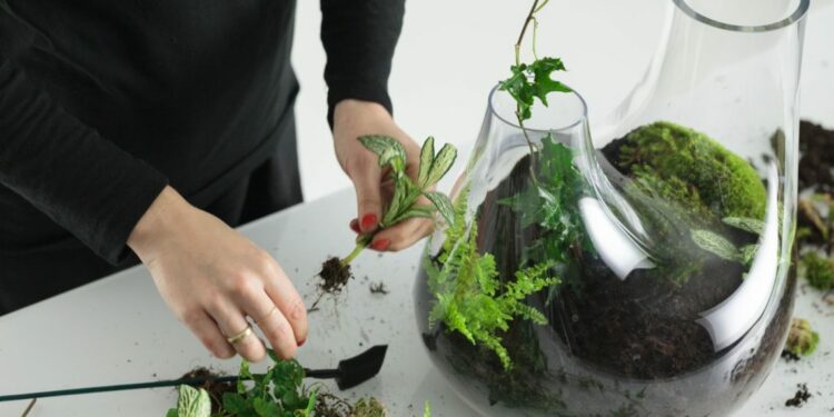 Quel type de terre pour un terrarium ?