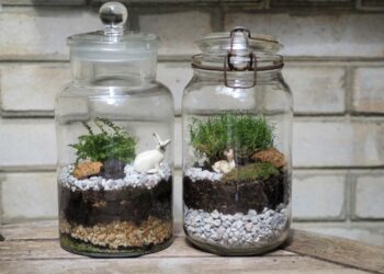 Quel type de terre pour un terrarium ?