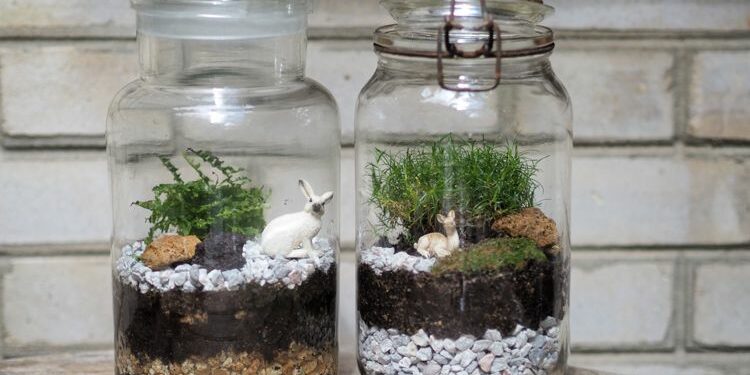 Quel type de terre pour un terrarium ?