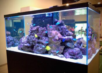 Quel type d'eau pour aquarium poisson eau de mer ?