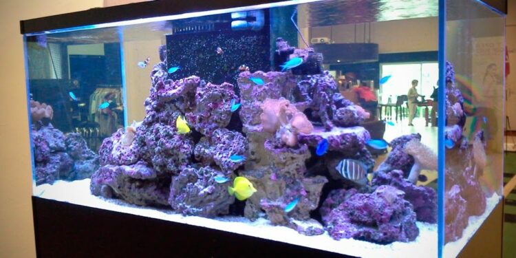 Quel type d'eau pour aquarium poisson eau de mer ?