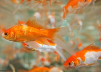 Quel type d'eau pour poisson rouge ?